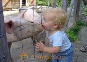 Pig Lover
