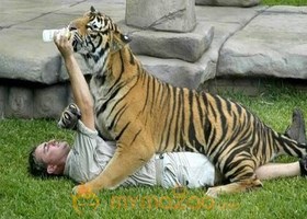 Playing With Tiger