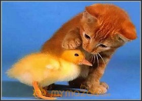Pure Love
