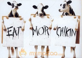 Quiting Cows