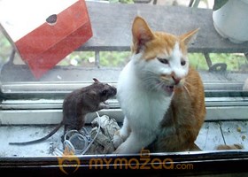 Rat Killer
