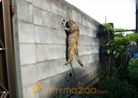 Real Cat