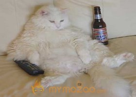 Relaxing Cat