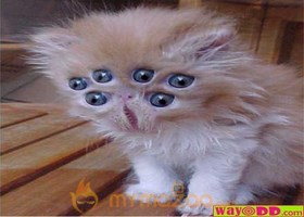 Scaring Cat