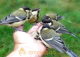 Sharing Foods