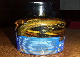 Snake Drink