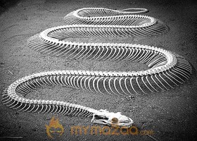 Snake X RAY