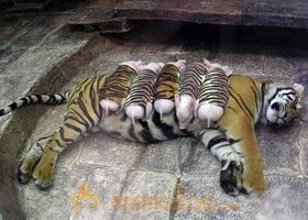 Tiger Pilgs