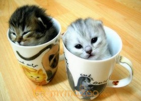 Warming Cat