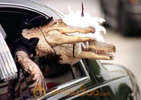 Wild Groom and Bride