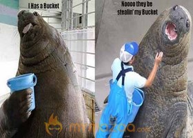 Woring Seal