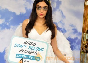 Adah Sharma Says Birds Don't Belong In Cages Event  photo 4