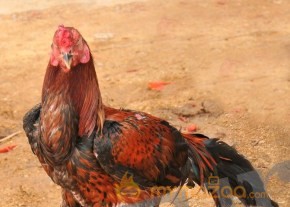 Bangaru Kodipetta Movie Latest Stills photo 14