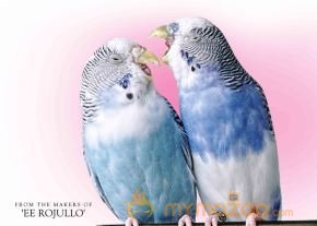 Romance Latest Wallpapers photo 14