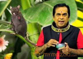  Yeluka Majaka  photo 19