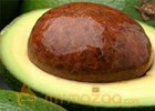 Avocado, soybean oils may combat arthritis, studies say