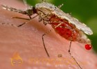 Malaria treatment fails in Cambodia because of drug resistance, researchers say