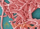 More Legionnaires' bacteria found at Philadelphia-area university