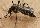 Research into Zika virus vaccine begins