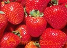 Strawberries can keep many diseases at bay 