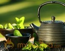 7 Health Benefits of Green Tea