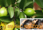 GUAVA LEAVES CAN EXTREMELY 100% STOP YOUR HAIR LOSS