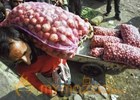 Stinging onion prices make buyers cry 