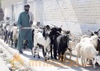 Spread of diseases among animals feared in Sindh