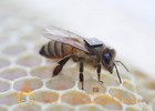 Researchers outfit honey bees with RFID 'backpacks' in global health study