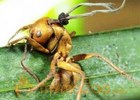 Scientists discover new forms of ‘zombie ant’ fungi 