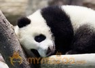 6 month old Taiwan panda introduced to adoring public