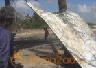 Large chunk of metal washes up on Thai beach, possibly linked to MH370