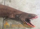 ‘Like a Horror Movie’: Rare frilled shark caught off Australia