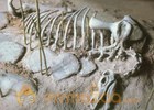 More dinosaur fossils found in NE Wyoming mass grave 