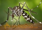 Newly arrived virus spread by mosquitoes is rapidly gaining foothold across the Caribbean