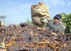 Supreme Court says government seizure of raisins is unconstitutional