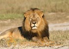 Trophy hunting is big business in parts of Africa despite threats to lions, other species