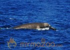 Australian researchers film rare whale for first time 