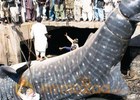 British scientist in Karachi to probe dead whale shark