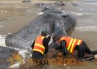 Last whale dies in mass Australian beaching 