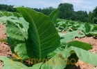 Now, tobacco to clean up environmental toxin