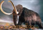 S. Korean, Russian scientists bid to clone mammoth 