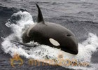 Scientists in quest to find white orca 