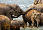 Sri Lanka begins first elephant census 