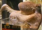 The world mourns Paul the octopus, Maradona doesn’t 