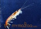 Tiny shrimp leave giant carbon footprint: scientist 