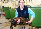 US state's biggest lobster returned to Atlantic Ocean 