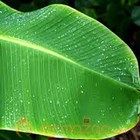Banana leaf