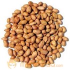 Groundnut