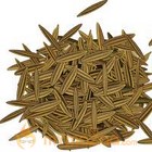 Cumin